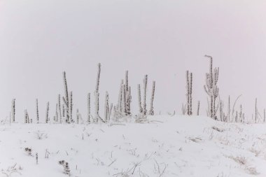 Karlı güzel kış manzarası