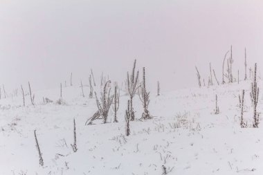 Karla kaplı ağaçlarla kaplı güzel kış manzarası