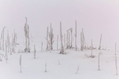 Karla kaplı ağaçlarla kaplı kış manzarası