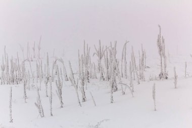 Ormanın güzel manzarası