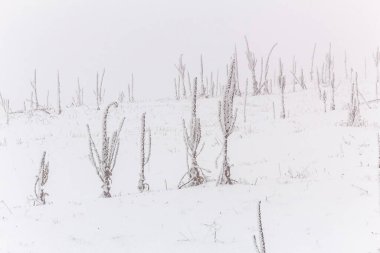 Kış manzarası. karla kaplı ağaçlar.