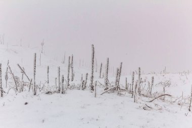 Dağlarda kış ormanı