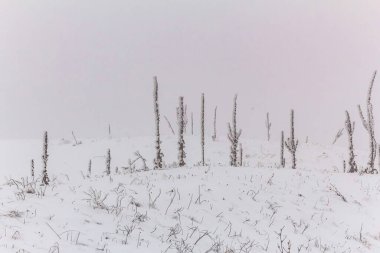 Ormanda karla kaplı ağaçların olduğu bir kış sahnesi.