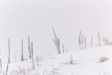 Karla kaplı ağaçlarla kaplı kış manzarası