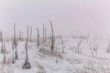 Karlı kış ormanı