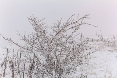 Parkta karla kaplı ağaçlar