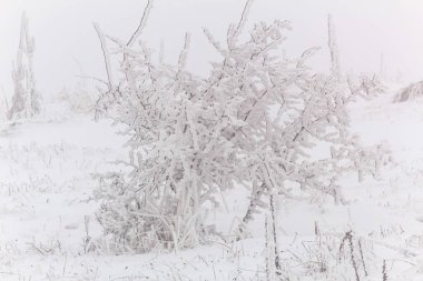 Kış manzarası. Karla kaplı ağaçlar. Kış manzarası.