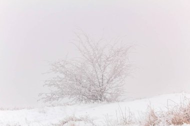 Peyzaj, Orman, Karpatlar, Doğa Fotoğrafları - Avrupa, Doğu Avrupa