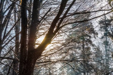 Ormanda kışın ağaçların arasından güneş ışıldar.