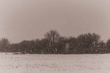 Landscapes, Forest, Carpathians, Photos of nature -Black and white photos, monochrome photos - Europe, Eastern Europe