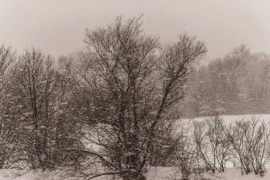 Landscapes, Forest, Carpathians, Photos of nature -Black and white photos, monochrome photos - Europe, Eastern Europe