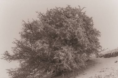 Landscapes, Forest, Carpathians, Photos of nature -Black and white photos, monochrome photos - Europe, Eastern Europe