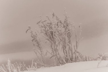 Karlı güzel bir manzara.
