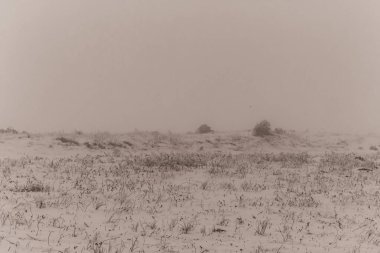 Karla kaplı ağaçları olan güzel bir manzara.