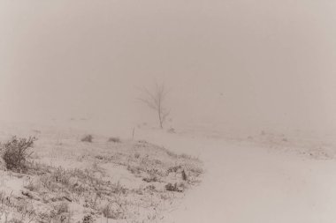 Ağaçlı sisli kış manzarası