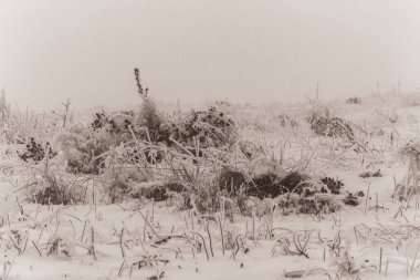 Karla kaplı ağaçlarla kaplı kış manzarası