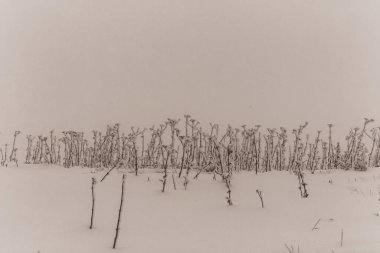 Karla kaplı ağaçlarla kaplı güzel kış manzarası
