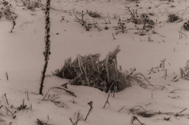 Landscapes, Forest, Carpathians, Photos of nature -Black and white photos, monochrome photos - Europe, Eastern Europe