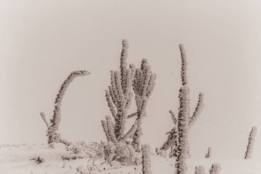 Kış manzarası. Dağlarda kış. Karlar ağaçları kapladı. İlk kar. Kışın don olur..