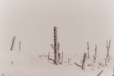 Güzel karlı bir orman Uzun bir köknar ağacı