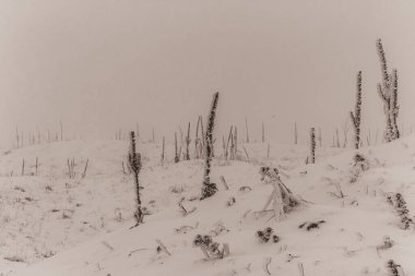 Kış ormanı karla kaplı