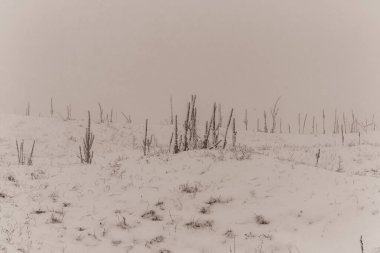 Karda kış ormanı.