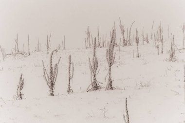 tarladaki kuru otlar