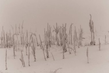 Ormanın güzel manzarası