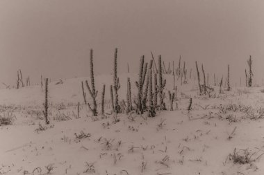 Bir kış günü ormanda güzel beyaz bir kumun yakın plan çekimi.