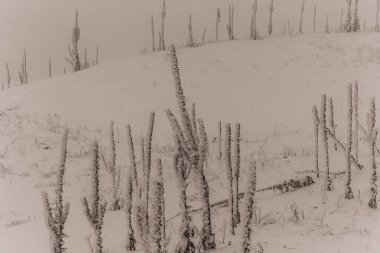 Ormanda karla kaplı ağaçlar. Kış manzarası