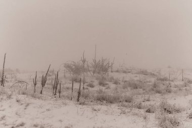 Karlı bir ormanın güzel bir görüntüsü