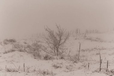 Karla kaplı ağaçlarla kaplı kış manzarası