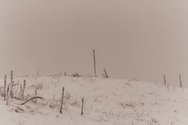 Kış manzarası. kar - ağaçlarla kaplı.
