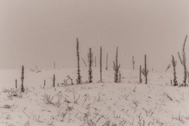 Karlı bir ağacın dikey görüntüsü.