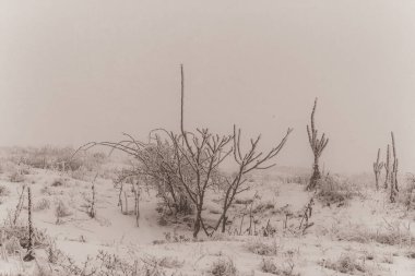 Meksika 'da karlı bir ağaç