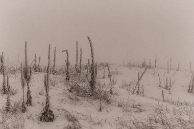 Kış manzarası. Dağlarda karla kaplı ağaçlar.