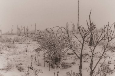 Ormanda kış manzarası