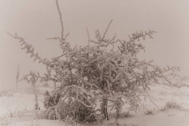 Kış ormanında donmuş bitkiler.