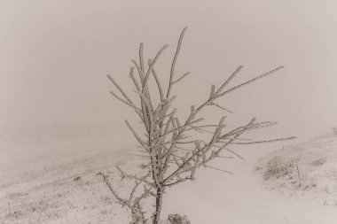 Karla kaplı ağaçlarla kaplı kış manzarası