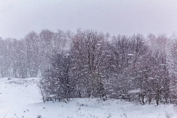 Karla kaplı ağaçlarla kaplı kış ormanı