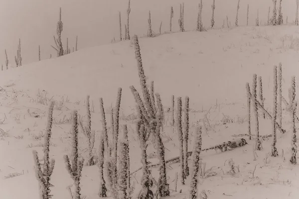 Ormanda karla kaplı ağaçlar. Kış manzarası