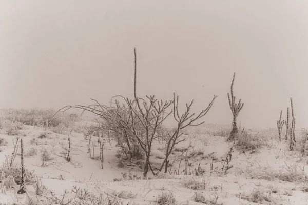 Meksika 'da karlı bir ağaç
