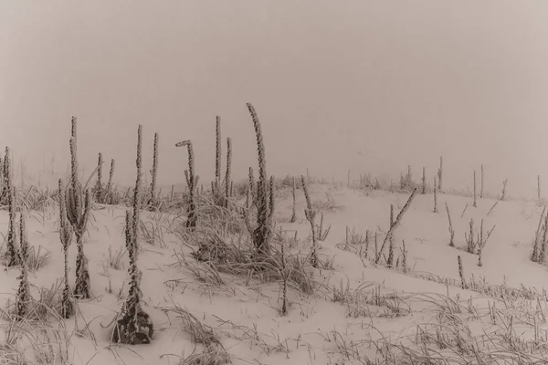 Kış manzarası. Dağlarda karla kaplı ağaçlar.