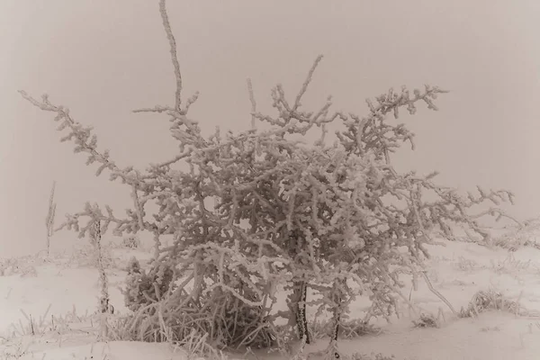 Kış ormanında donmuş bitkiler.