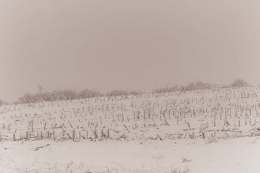 Kırsaldaki üzüm bağları