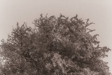 Yapraklı ağaç dalları