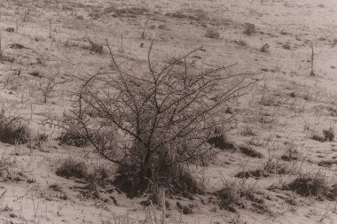 bir alanı ağacında