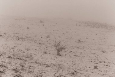 Karla kaplı ağaçlarla kaplı kış manzarası