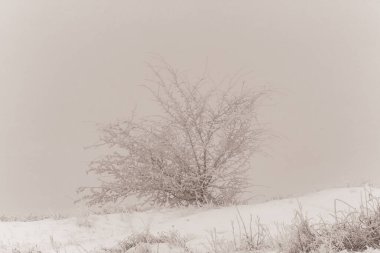 karla kaplı ağaç dalları