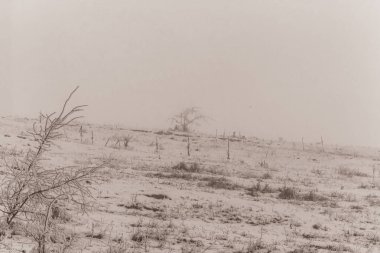 Karla kaplı ağaçlarla kaplı kış manzarası